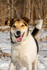 portrait of a dog in winter nature.