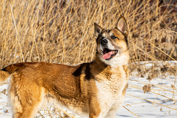 portrait of a dog. A stray dog. A mongrel dog. a dog on a walk in winter.