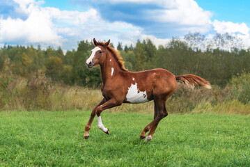 Fototapeta na wymiar Young horse running in the field in summer