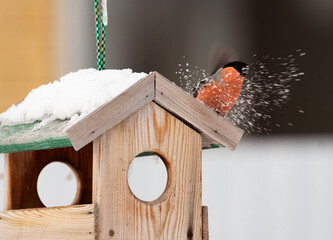 Birds in winter eat seeds from a feeder in their natural habitat.