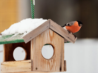 Birds in winter eat seeds from a feeder in their natural habitat.