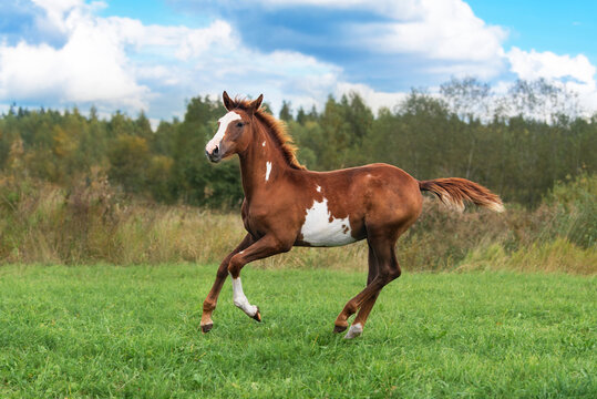 Young horse running in the field in summer