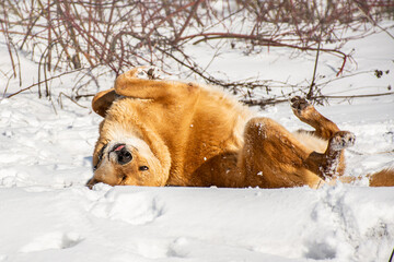 portrait of a dog. A stray dog. A mongrel dog. a dog on a walk in winter.