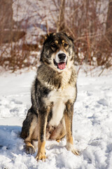 portrait of a dog in winter nature.