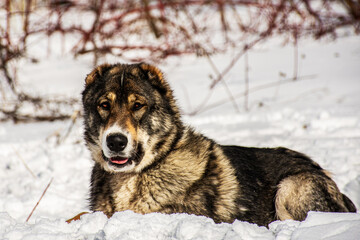 portrait of a dog in winter nature.