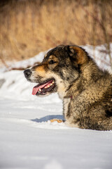 portrait of a dog in winter nature.