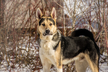 portrait of a dog in winter nature.