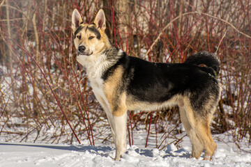 portrait of a dog in winter nature.