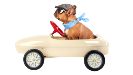 Bulldogge im Tretauto mit Transparenten Hintergrund