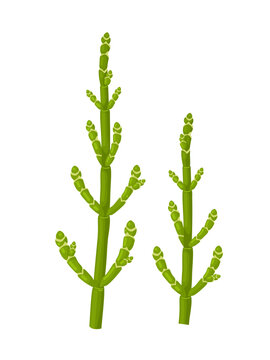 Vector illustration, samphire is also called sea asparagus, sea pickle, or sea bean, isolated on white background.