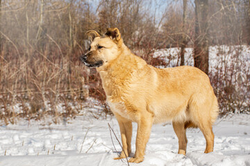 portrait of a dog looking at the camera