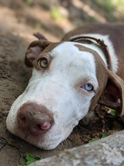 close up of a puppy dog bull terrier, resting in spring day