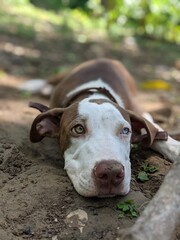 close up of a puppy dog bull terrier, resting in spring day in creek 