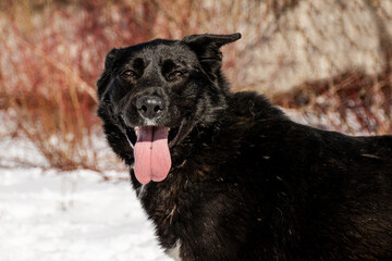 portrait of a dog. A stray dog. A mongrel dog. a dog on a walk in winter.