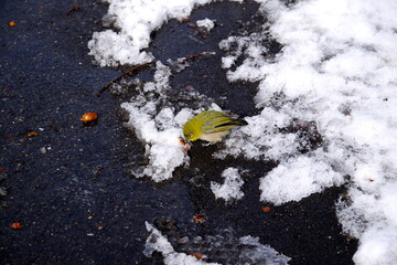 メジロが雪の上に落ちた柿の実を食べています。