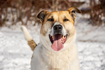 Portrait of a dog in winter nature. A dog on a walk in winter.
