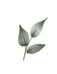 Obraz premium watercolor green leaves botanical illustration png