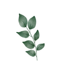 green leaves isolated on white background