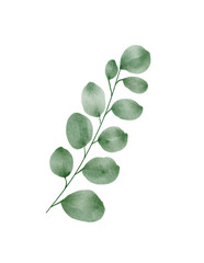 Fototapeta premium eucalyptus leaves green watercolor png
