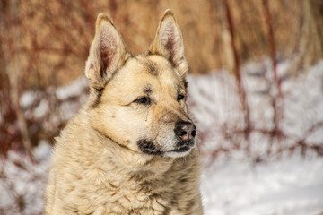 Portrait of a dog in winter nature. A dog on a walk in winter. The old dog