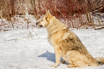 Naklejka premium Portrait of a dog in winter nature. A dog on a walk in winter. The old dog