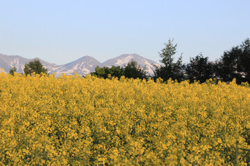 雪が残る夏山と菜の花畑
