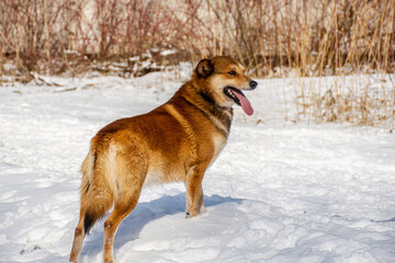 Fototapeta na wymiar Portrait of a dog in winter nature. A dog on a walk in winter.
