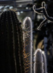 kaktus, stacheln