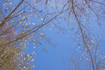 春の白い花と青空
