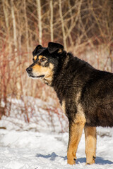 Portrait of a dog in winter nature. A dog on a walk in winter. The old dog