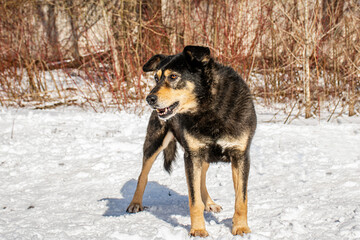 Portrait of a dog in winter nature. A dog on a walk in winter. The old dog