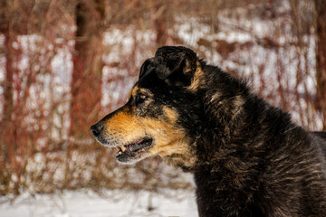 Fototapeta na wymiar Portrait of a dog in winter nature. A dog on a walk in winter. The old dog