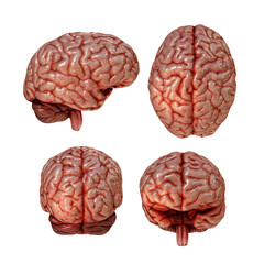 3d rendering of human brain organ from perspective view