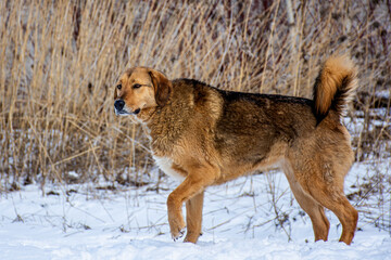 Portrait of a dog in winter nature. A dog on a walk in winter.