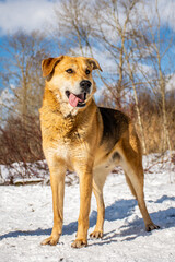 Portrait of a dog in winter nature. A dog on a walk in winter.