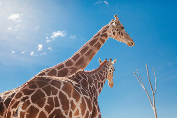 giraffe in National park wild life