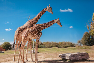 giraffe in National park wild life