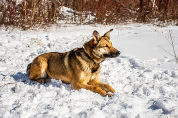 Portrait of a dog in winter nature. A dog on a walk in winter.