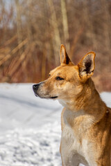 Portrait of a dog in winter nature. A dog on a walk in winter.