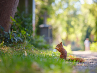 Cute squirrel in a park in Munich, Germany summer travel to Europe. Wildlife in green park. Sciurus vulgaris.