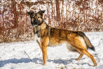 Portrait of a dog in winter nature. A dog on a walk in winter.