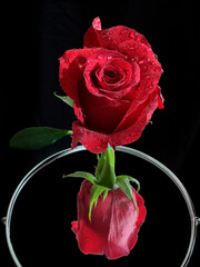 Czerwona róża z odbiciem w lustrze