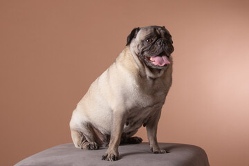 Obraz premium chien carlin