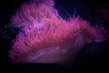 Naklejka na ściany i meble Soltwater anemone on reef in the ocean