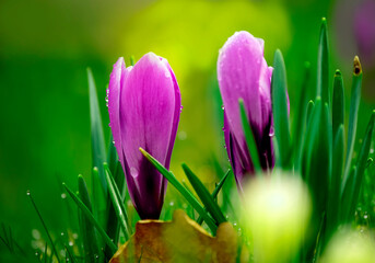 Delicate early spring flower saffron, crocus in dew drops. selective focus
