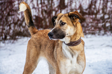 Portrait of a dog in winter nature. A dog on a walk in winter.