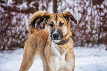 Portrait of a dog in winter nature. A dog on a walk in winter.