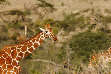 giraffes on the savannah