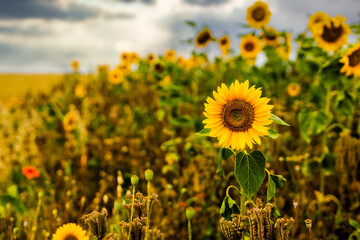 Sunflower isolated by the blurred background stands in a field of summer flowers to protect insects.