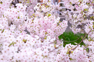 新緑が出つつある桜